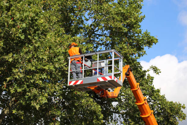 Professional Tree Care  in Cridersville, OH